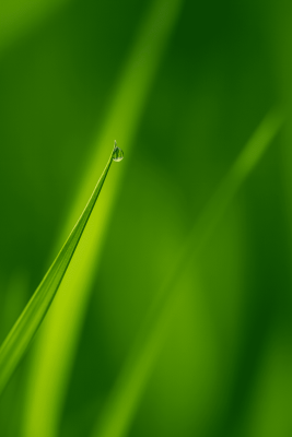 Cis-3-Hexenol - 30gr - Ventos