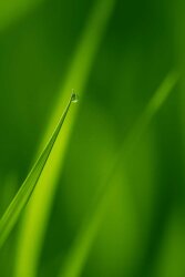 Cis-3-Hexenol - 30gr - 1