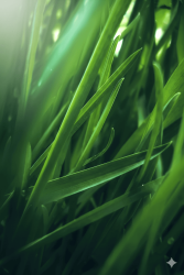 Cis-3-Hexenyl Acetate - 30gr - 1