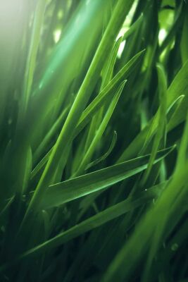 Cis-3-Hexenyl Acetate - 30gr - Ventos