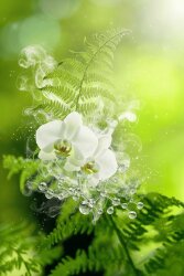 Cis-3-Hexenyl Salicylate - 30gr - 1