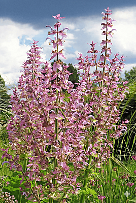 Clary Sage Oil - 15gr - Payan Bertrand