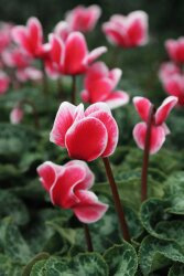 Cyclamen Aldehyde - 30gr - 1