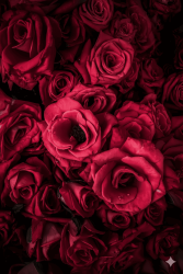 Damascenone - 30gr - 1