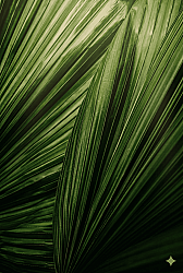 Dynascone® Total - 15 gr - 1