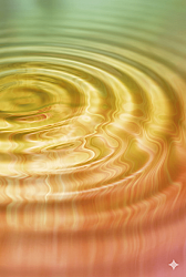 Elemi Oil - 30gr - 1