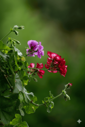 Geranium Oil, Egypt - 30gr - 1