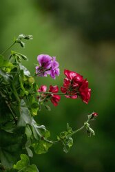 Geranium Oil, Egypt - 30gr - 1