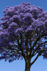 Guaiac Ağacı Yağı - 30gr - 1