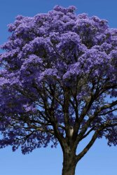 Guaiac Ağacı Yağı - 30gr - 1