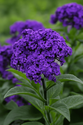 Heliotropin %20 - 30gr - 