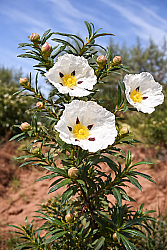 Labdanum Absolute “Super Premium” - 15gr - 1