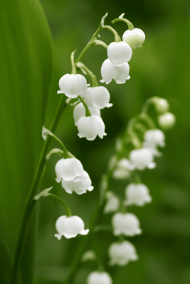 Lilial (Lysmeral Extra) - 30gr - BASF