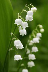 Lilial (Lysmeral Extra) - 30gr - 1