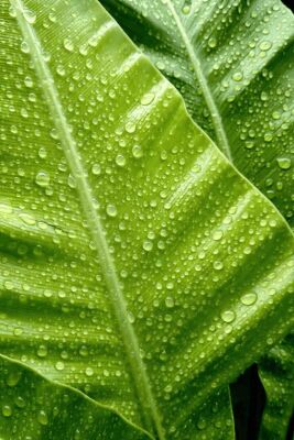 Linalyl Acetate - 30gr - BASF