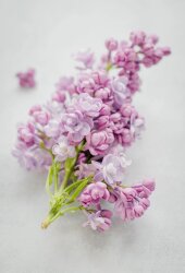 Lindenol™ - 30gr - 1