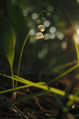 Majantol® - 30gr - Symrise