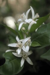 Neryl Acetate - 30gr - 1