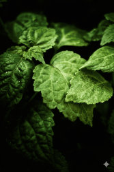 Patchouli Dark PA30 - 30gr - 1