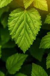 Patchouli Light Aceh - 30gr - 1