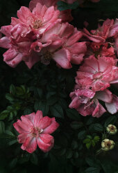 Phenoxanol® - 30gr - 1