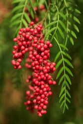 Pink Peppercorn “Molle” Oil - 30gr - 1