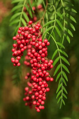 Pink Peppercorn “Molle” Oil - 30gr - LMR