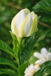 Styrallyl Acetate - 30gr - 1