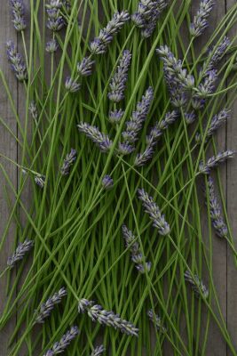 Terpinyl Acetate - 30gr - Vigon