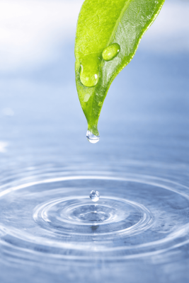 Triethyl Citrate - 250gr - 