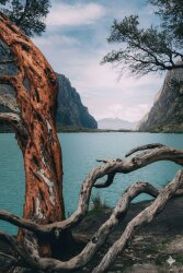 Vertofix® Coeur - 30gr - 1