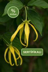 Ylang-Ylang - 1
